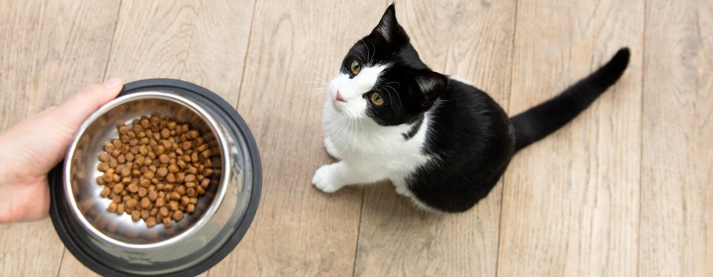 what-to-feed-a-kitten-best-food-for-kittens-purina